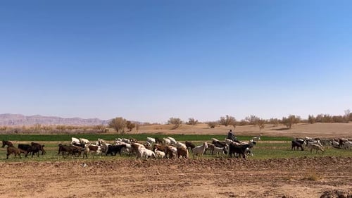 Desert cattle goat animal in Iran countryside grazing by nomad shepherd rural village livestock orga