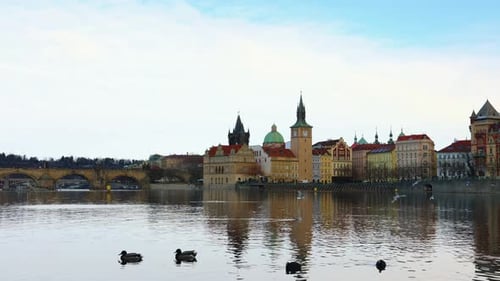 Ducks swimming on Vltava river with Prague cityscape in the background