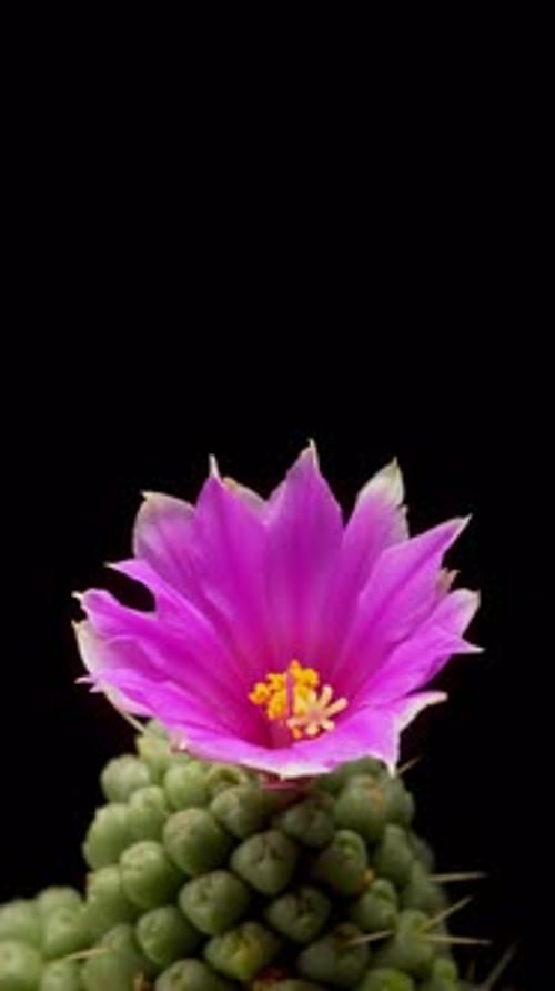 Time lapse video of cactus flower plant, in the style of black background.