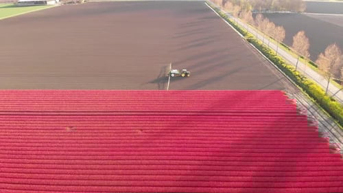 Aerial View of Tractor Fertilising Vibrant Tulip Fields in the Netherlands