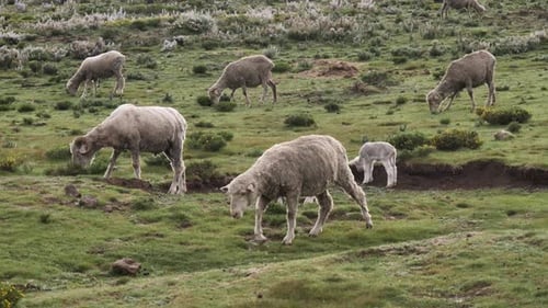 Two little white lambs in green pasture with woolly grey sheep herd