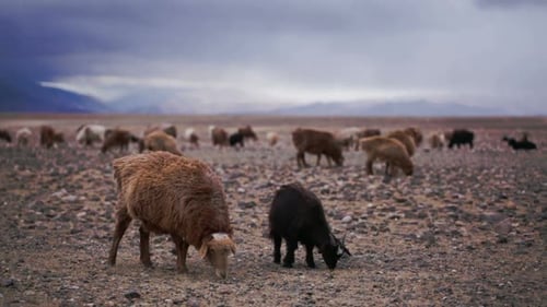Brown Sheep Grazed On Open Spaces With Little Goat. Large Areas With Poor Vegetation And Stones F...
