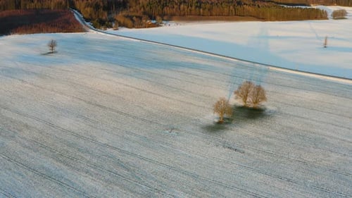 Bare Oak Trees On Snow-covered Field In Winter - descending drone (orbiting)