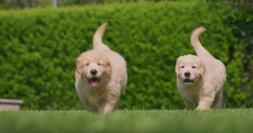 Slow motion of two playful puppies of pedigreed Golden Retriever dog are running in a green