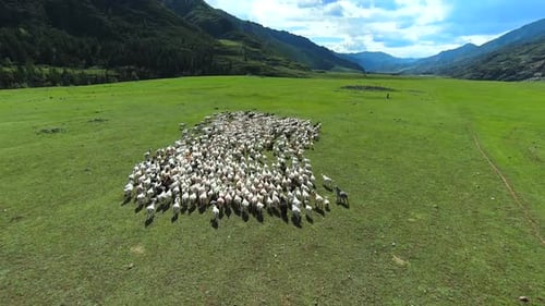 Drone flying over large goats herd grazing on green pasture countryside.