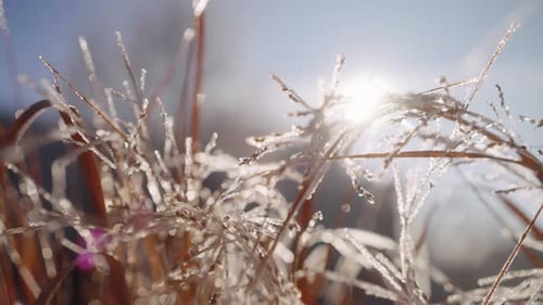 Frozen Grass