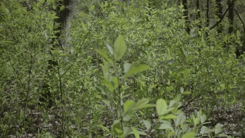 Close up shot of the newly grown tree leaves in early spring and wind blow gently