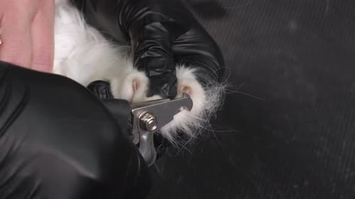 A Woman Veterinarian Cuts the Claws of a White Fluffy Cat in a Veterinary Clinic