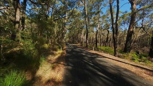 The Car is Driving Along a Forest Road Video From the Drone