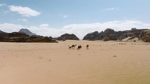 Bedouins On Camel Herding And Following Herd Of Sheeps In The Desert Of Wadi Rum, Jordan. - aerial