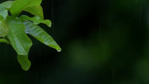 water drop from leaf midicinal green