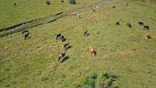 Herd of Cows
