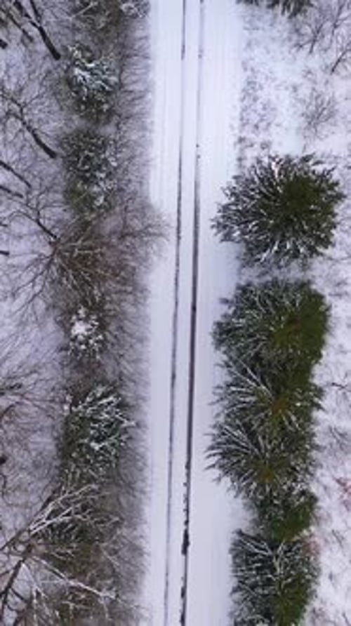 Trees on snowy background. Winter scenery. Forest in white snow. Wonderful nature from above.
