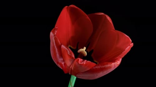 La
tulipe rouge fleurit en Lap de temps sur fond noir. Symbole du printemps qui fleurit en timelapse