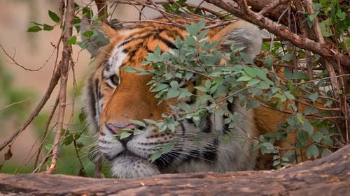 Wild Encounters: Stories from the Heart of the Forest