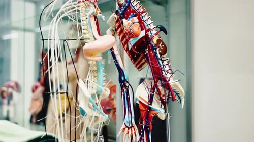 Medicina, anatomía y modelo del esqueleto con órganos en clase en la universidad para aprender