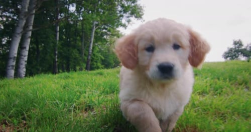 Authentic shot of a playful puppy of pedigree Golden Ret