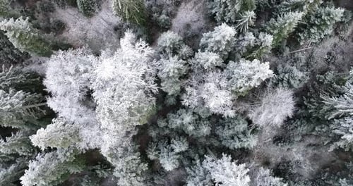 Aerial View of North Snowy Forest Winter Landscape Snowfall and First Fresh Snow Covered Forest Top