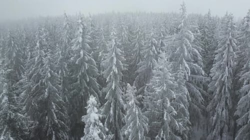 Aerial shot of a foggy pine forest covered with snow