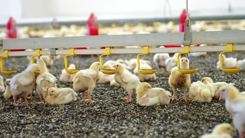 Adorable chicks drink water from nipple system at modern factory. Growing poultry birds in the plant