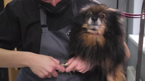 A Female Veterinarian Cuts the Claws of a Pomeranian Dog in a Veterinary Clinic