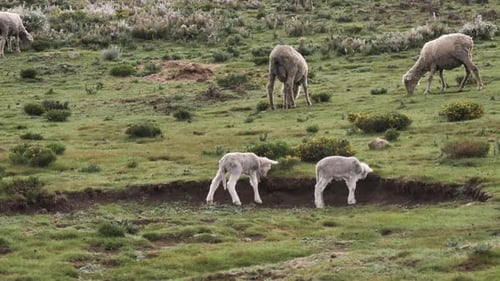 Baby lamb paws at, and head butts, the ground in green grazing pasture