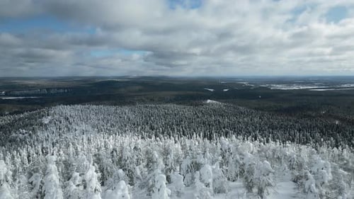 Slow motion aerial view of snowy trees in beautiful winter forest. Clip. Winter landscape in frozen