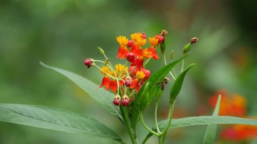 Primer plano de una flor