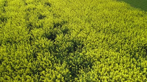 Rape Field. Yellow Rapeseed Flowers. Border Of Two Fields. Small Height. Aerial Photography