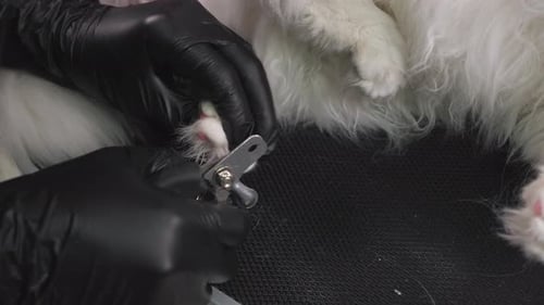 A Woman Veterinarian Cuts the Claws of a White Fluffy Cat in a Veterinary Clinic