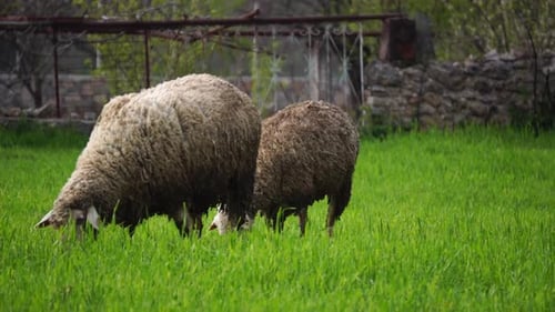 Sheep Feeding On The Green Grass