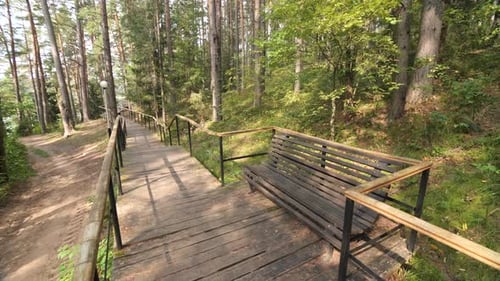 Wooden Walkway with Bench Leading Uphill in a Pine Forest