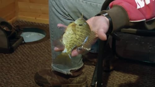 A Bluegill Fish is Currently Held by a Man Inside an Ice Fishing Shelter - Close Up