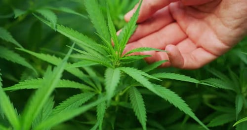 Em câmera lenta, as mãos de um agrônomo estão mantendo uma planta jovem de cânhamo ecológica e biológica