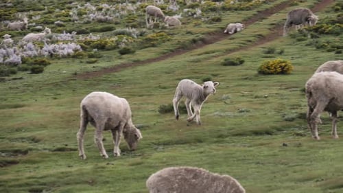 Cute bleating lamb runs through sheep herd grazing in wild pasture