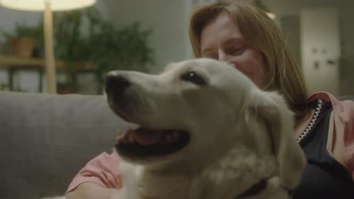 O lindo Golden Retriever está gostando de ser animal