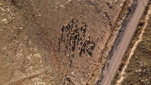A herd of goats Close to Israel Palestine fence, Aerial view