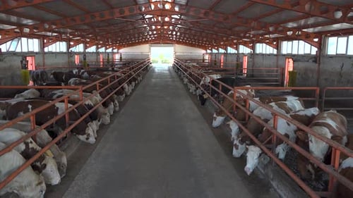 Cows inside the dairy farm building 4K