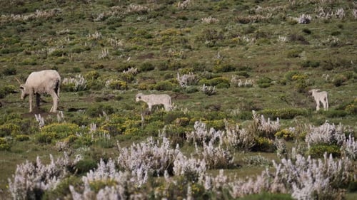 Pan across wild meadow with woolly sheep and their skinny little lambs
