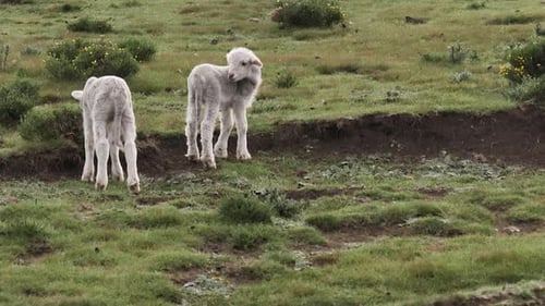 Skinny little white lambs groom and eat grass in rich green meadow