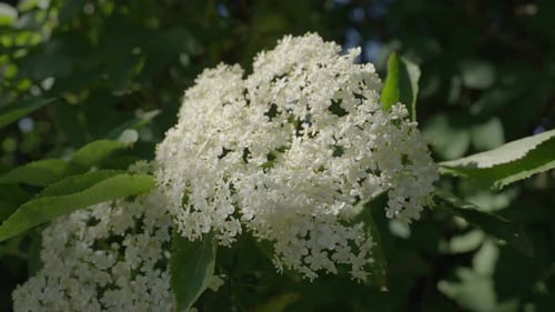 Jolies fleurs blanches qui fleurissent dans un jardin par une journée ensoleillée