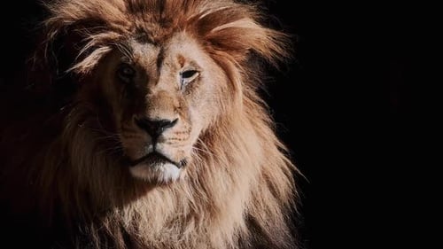 Portrait of a Beautiful Lion Lion in Dark