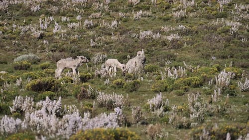 Five cute baby lambs explore breezy green meadow of wild flowers