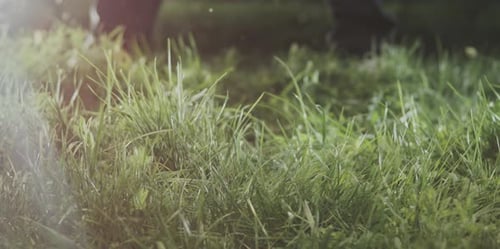 Lawn mower mowing the grass