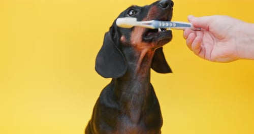 puppy takes a toothbrush from its owner on a yellow background