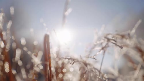 Frozen Grass
