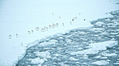 Penguins Walking On Ice And Snow