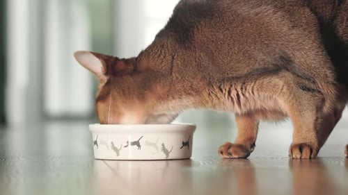 Ginger Cat Catching Ang Eating Dry Granules Food