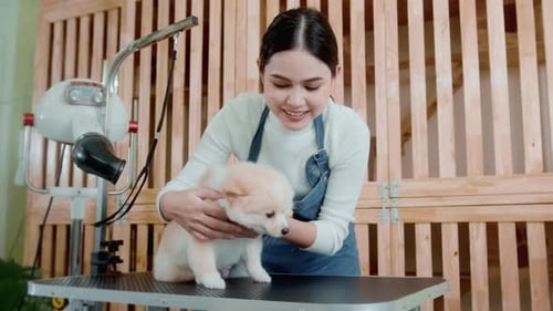 Female professional groomer blowing dry dog fur