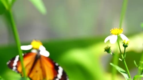 Delicate butterfly rests beside white wildflower under soft sunlight